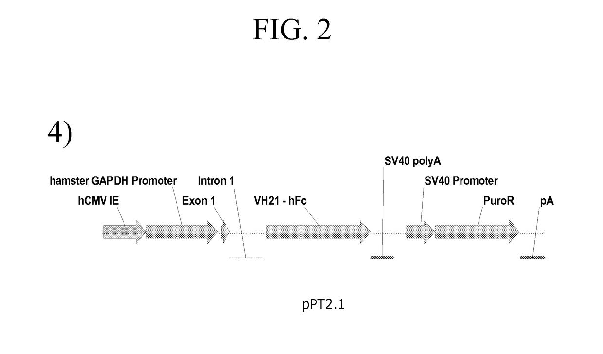 Promoter and Regulatory Elements for Improved Expression of Heterologous Genes in Host Cells