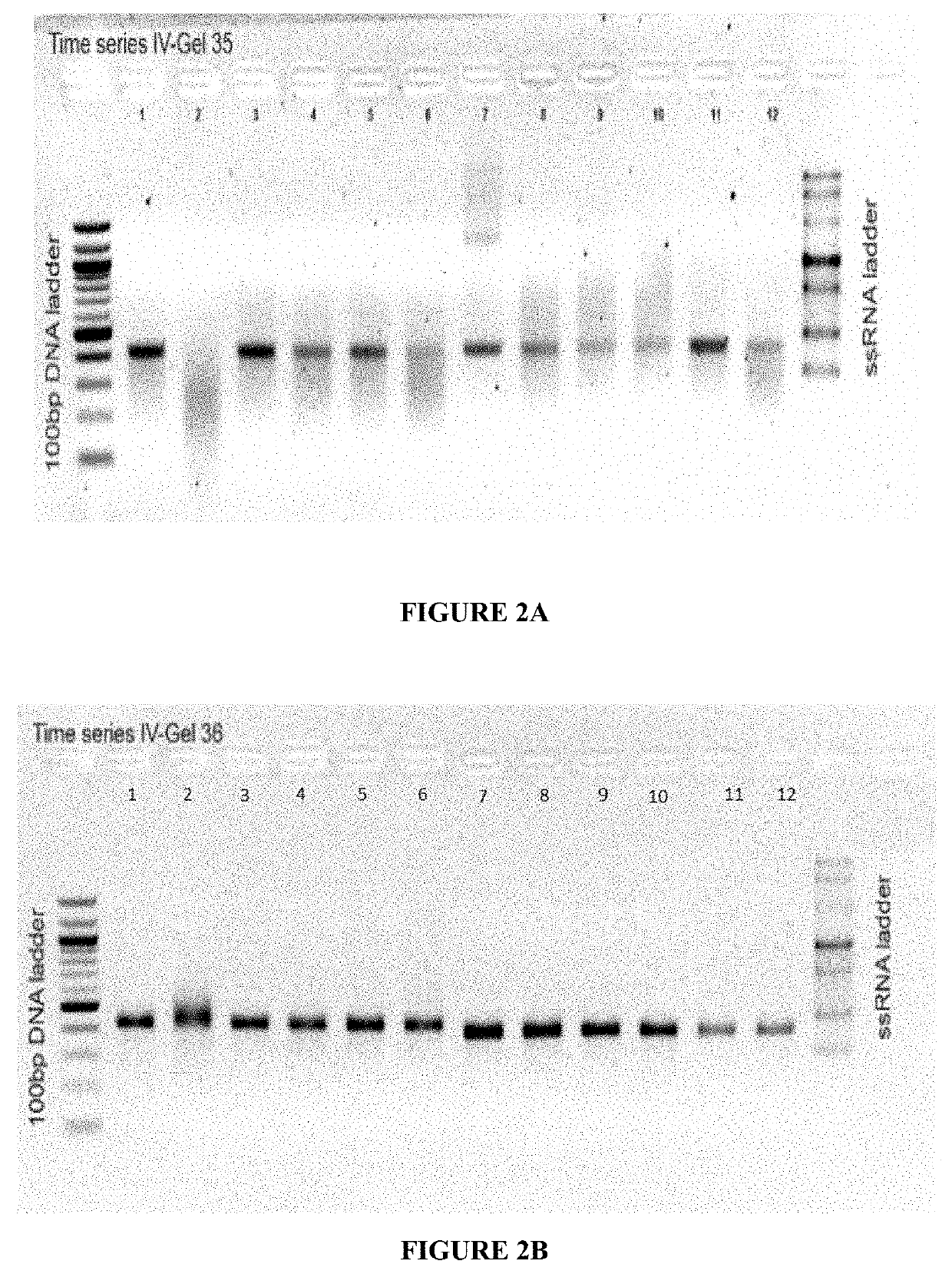 Deuterium-Stabilised Ribonucleic Acid (RNA) Molecules Displaying Increased Resistance to Thermal and Enzymatic Hydrolysis, Aqueous Compositions Comprising Stabilised RNA Molecules and Methods for Making Same