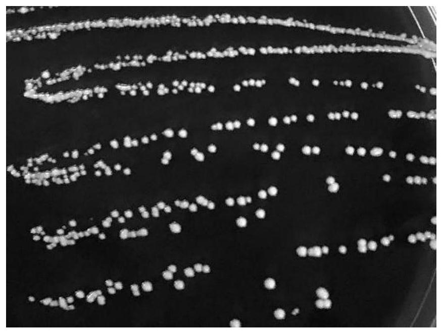 Application of Lactobacillusparacasei L.pR3-10 in preparation of drug for relieving anxiety and improving sleep