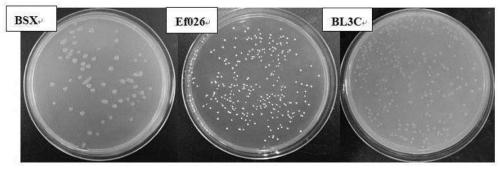 Probiotics, fermenting agent and application in medicinal herb preparation