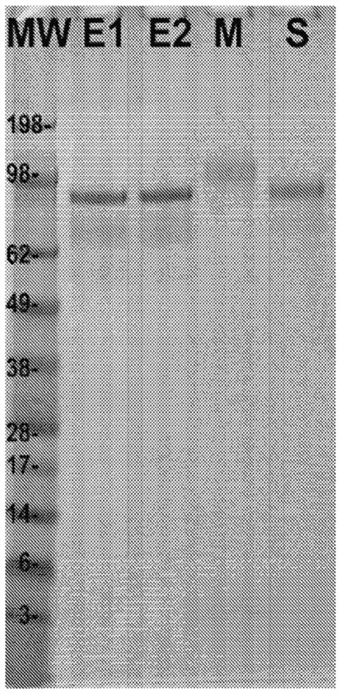 Compositions and methods for making trivalent linear virus vaccines