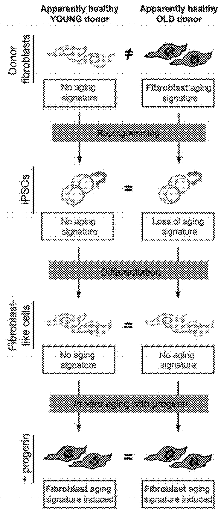 Age-modified cells and methods for making age-modified cells