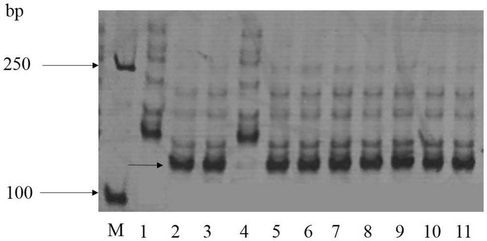 Breeding method for high-yield disease-resistant strong gluten wheat in middle and lower reaches of Yangtze River