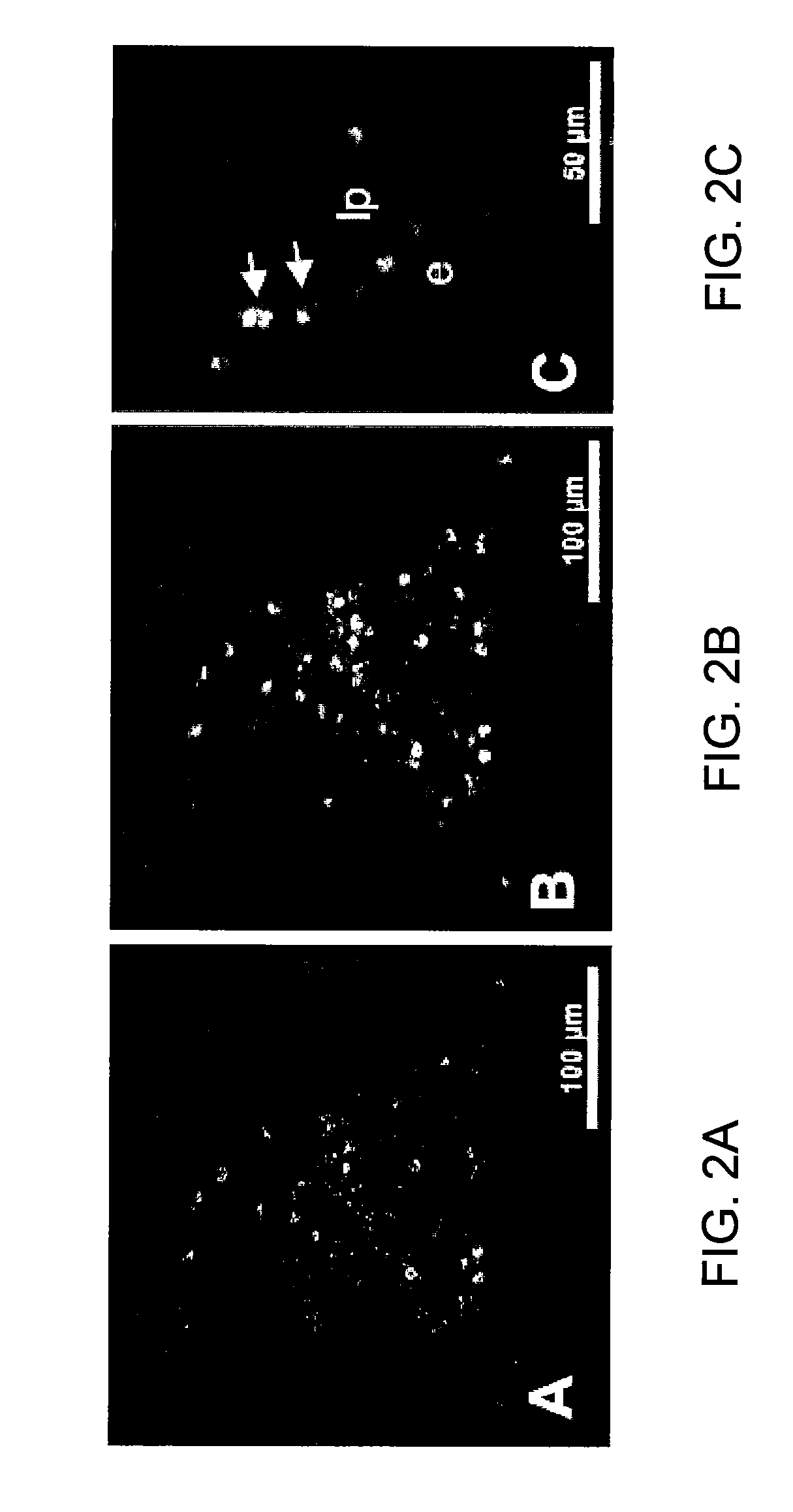 Method and apparatus for optical imaging via spectral encoding