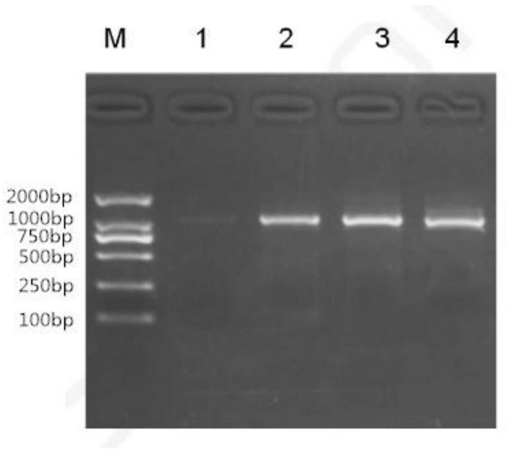 Nucleic acid molecule, corresponding vector, cell for stable co-expression of GFP-Flag-FXR and preparation method