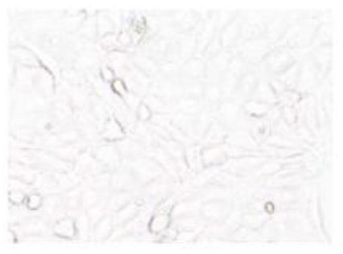 Nucleic acid molecule, corresponding vector, cell for stable co-expression of GFP-Flag-FXR and preparation method