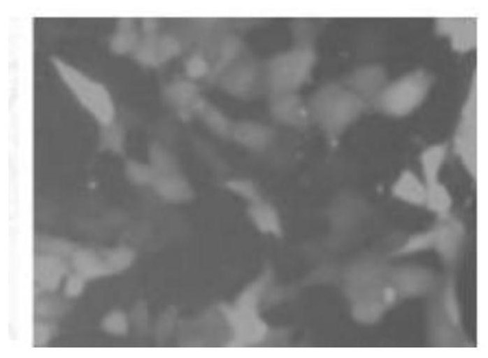 Nucleic acid molecule, corresponding vector, cell for stable co-expression of GFP-Flag-FXR and preparation method