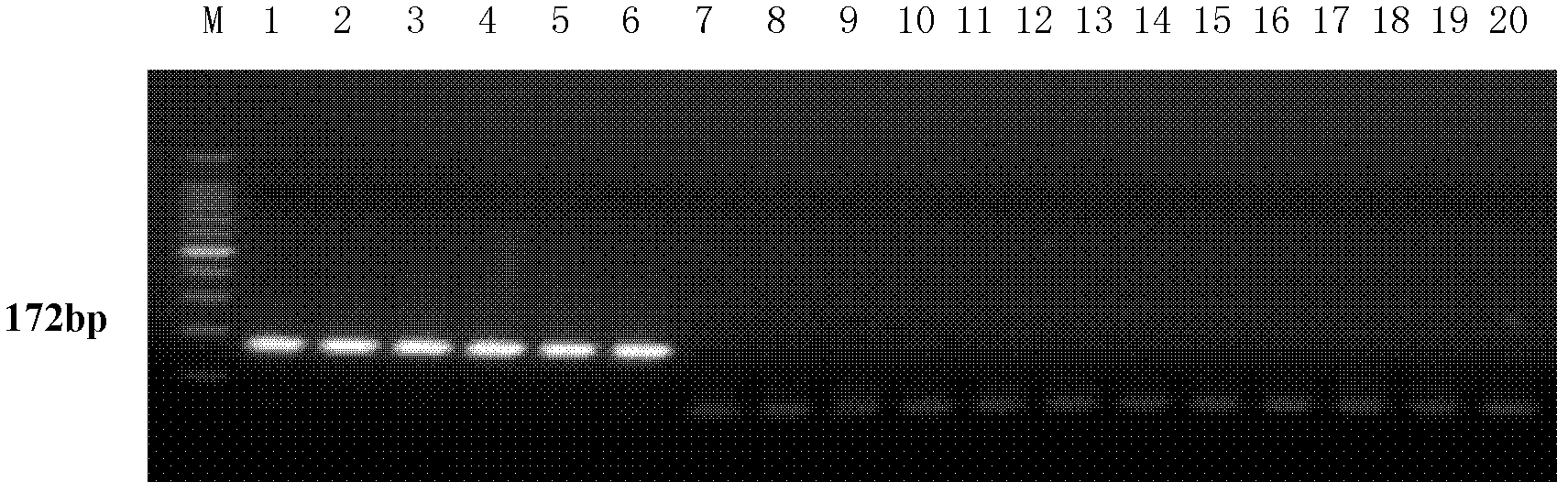 Molecular detection method aiming at Asia fusarium and application thereof