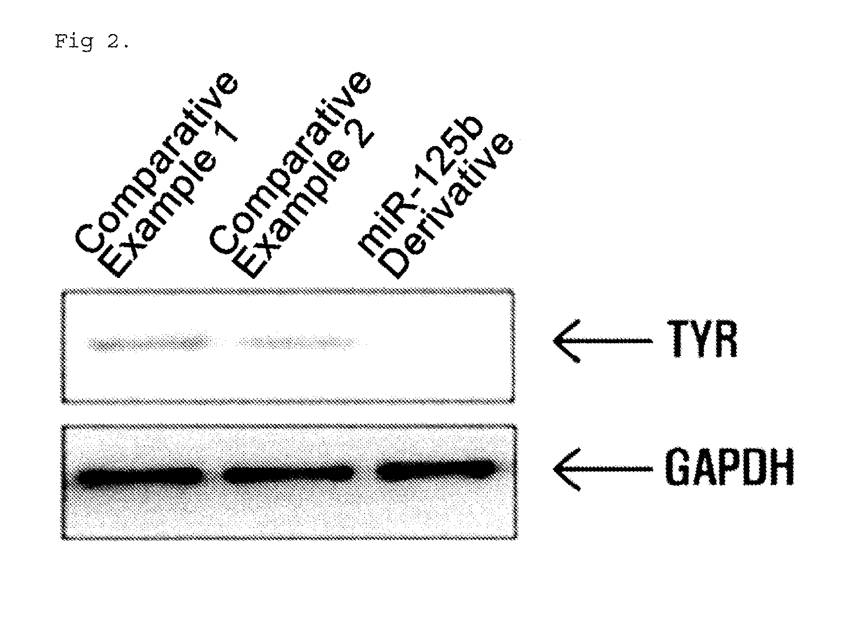 Composition for controlling chromogenesis including microrna