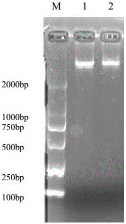 Burkholderia gladioli molecular standard sample and preparation method thereof