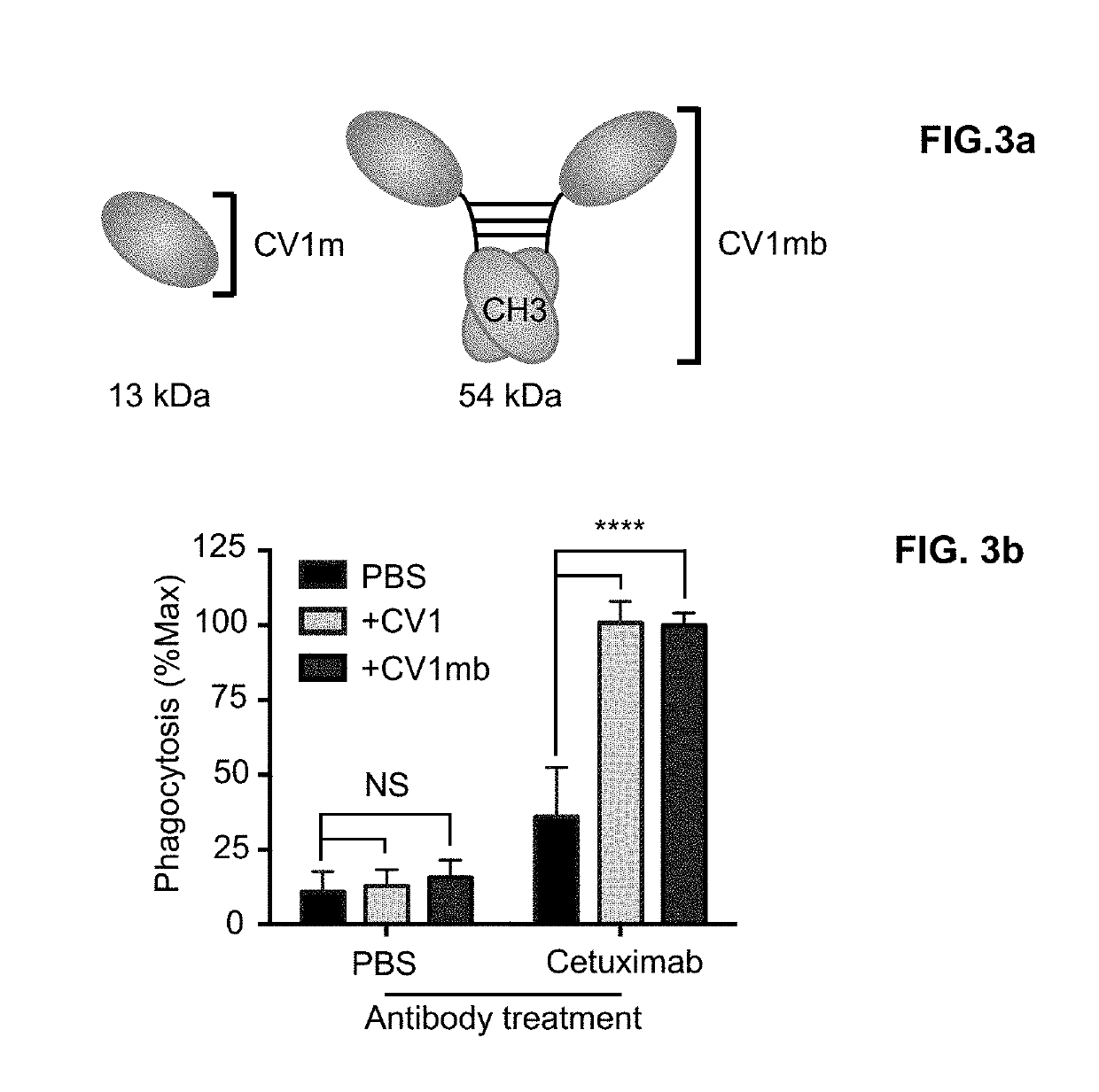 Engraftment of stem cells with a combination of an agent that targets stem cells and modulation of immunoregulatory signaling