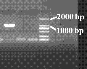 Recombinant engineering strain of anammox bacterium diamine oxidase