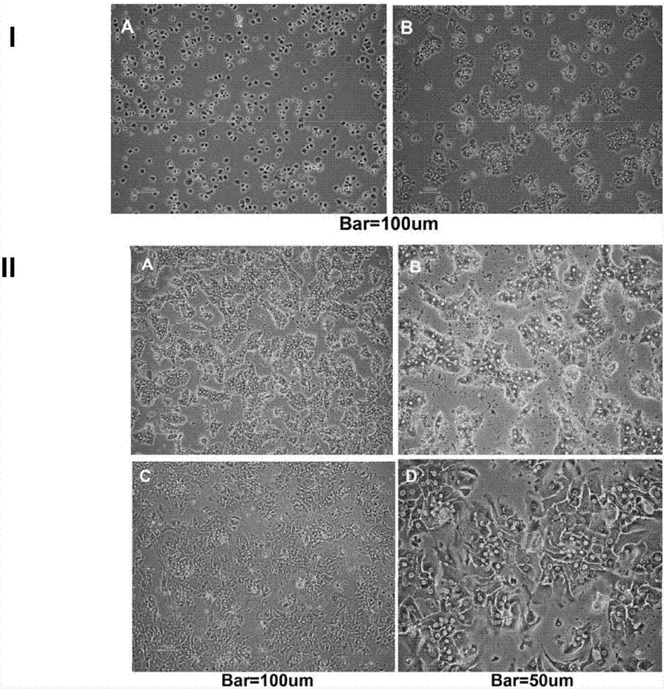 Tree shrew hepatocyte immortalized cell line and its construction method and application