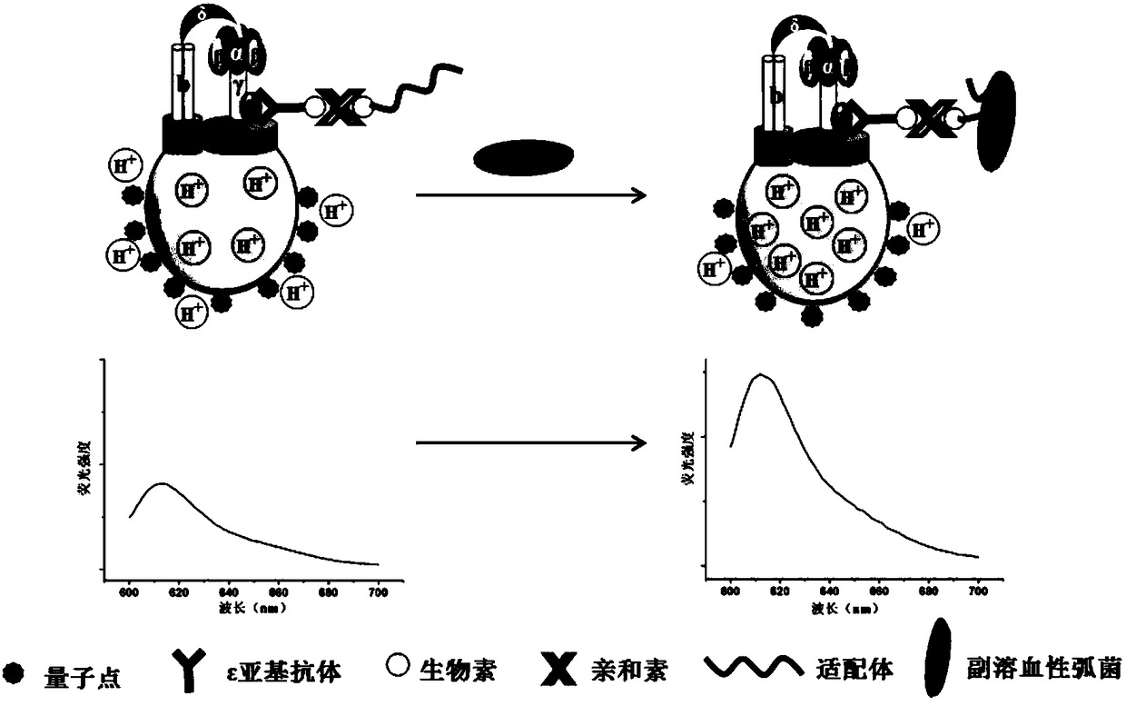 Biosensor and method of detecting vibrio parahemolyticus thereby