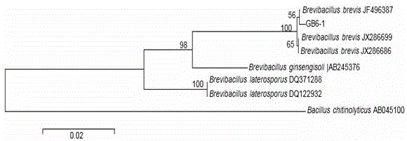 Brevibacillus brevis for preventing and controlling tobacco black shank and application thereof