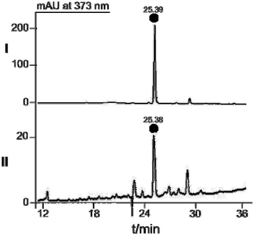 Camptotheca endophytic bacterium LY214 for producing camptothecin and application thereof