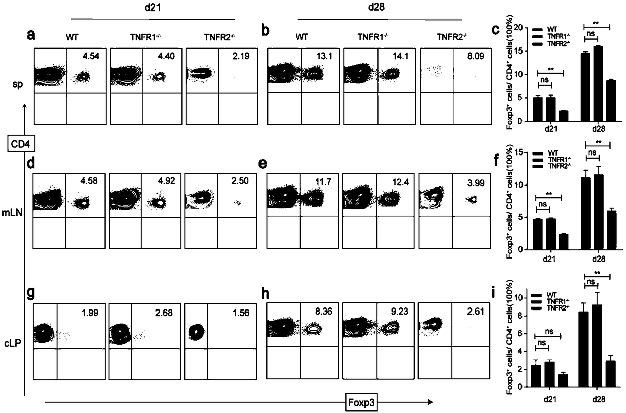 TNFR2 gene and application of encoded protein thereof