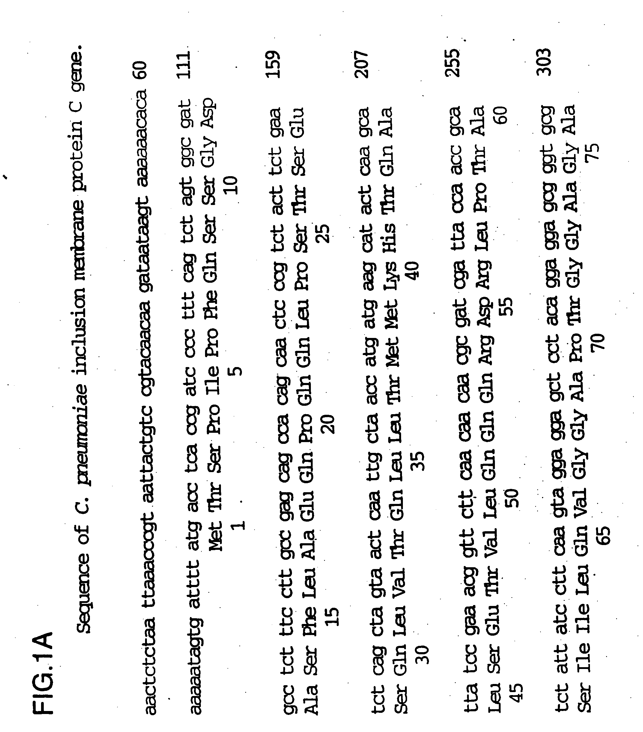 Nucleic acid molecules encoding inclusion membrane protein C of Chlamydia