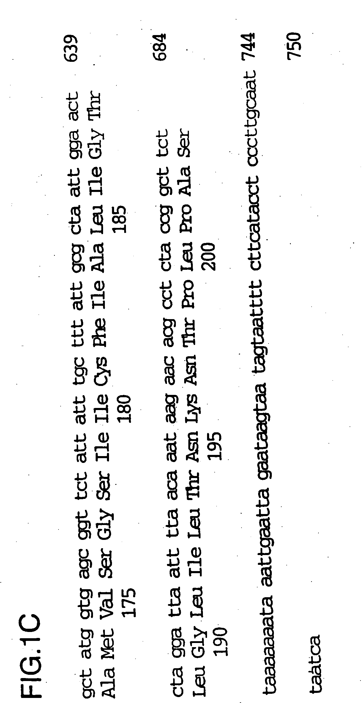 Nucleic acid molecules encoding inclusion membrane protein C of Chlamydia