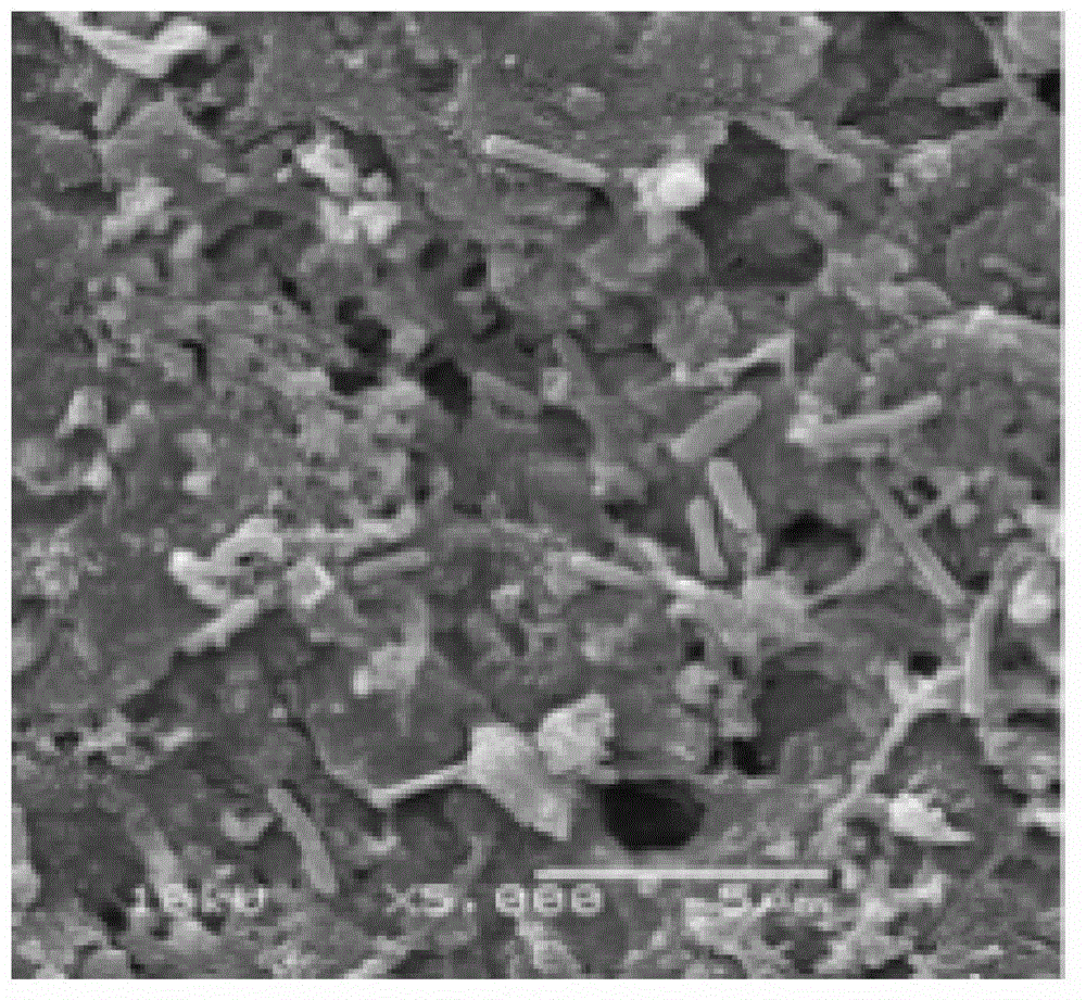 High-performance mesoporous active carbon suitable for biological enhancement and preparation method thereof