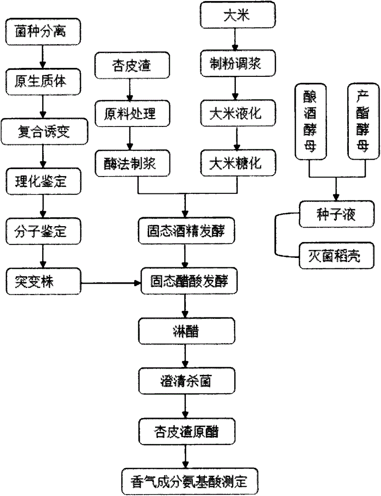 Acetobacter and its fruit vinegar prepared by solid-state fermentation of apricot peel residue