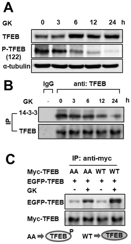 Application of compound for mediating cbl to degrade P-TFEB and exciting TFEB in preparation of antitumor drugs