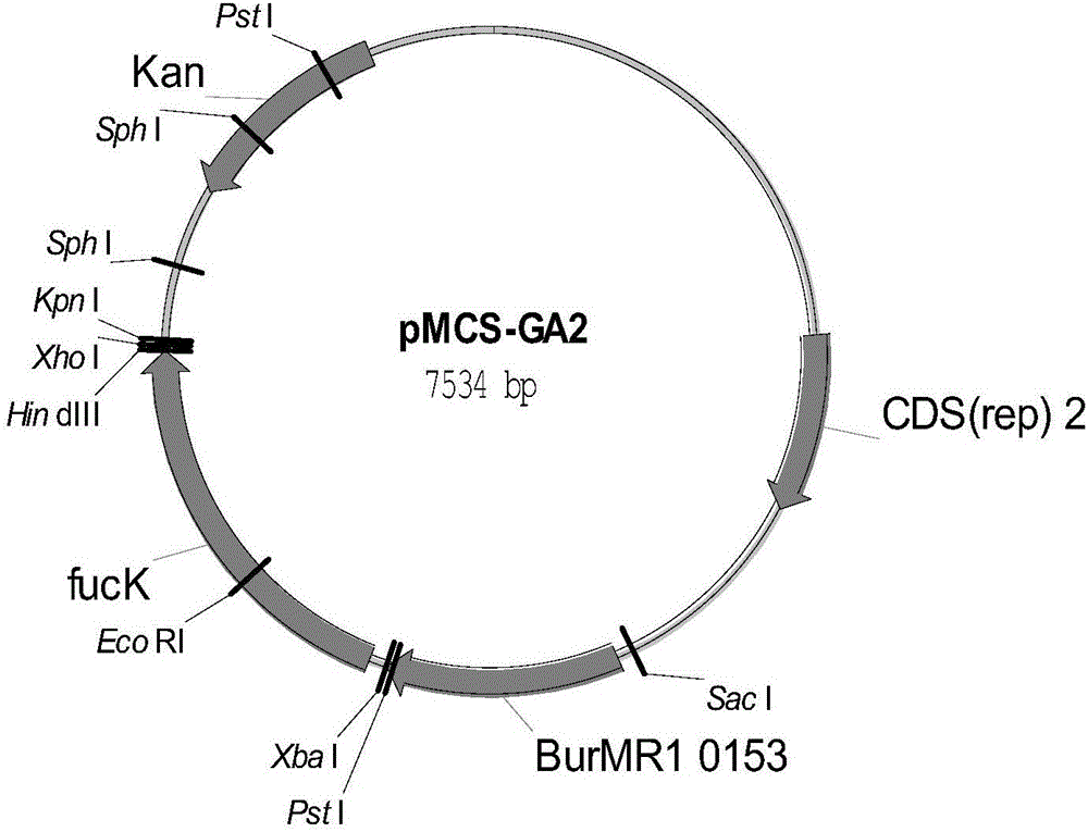 Genetically engineered bacterium for producing L-malic acid and construction method and application of genetically engineered bacterium