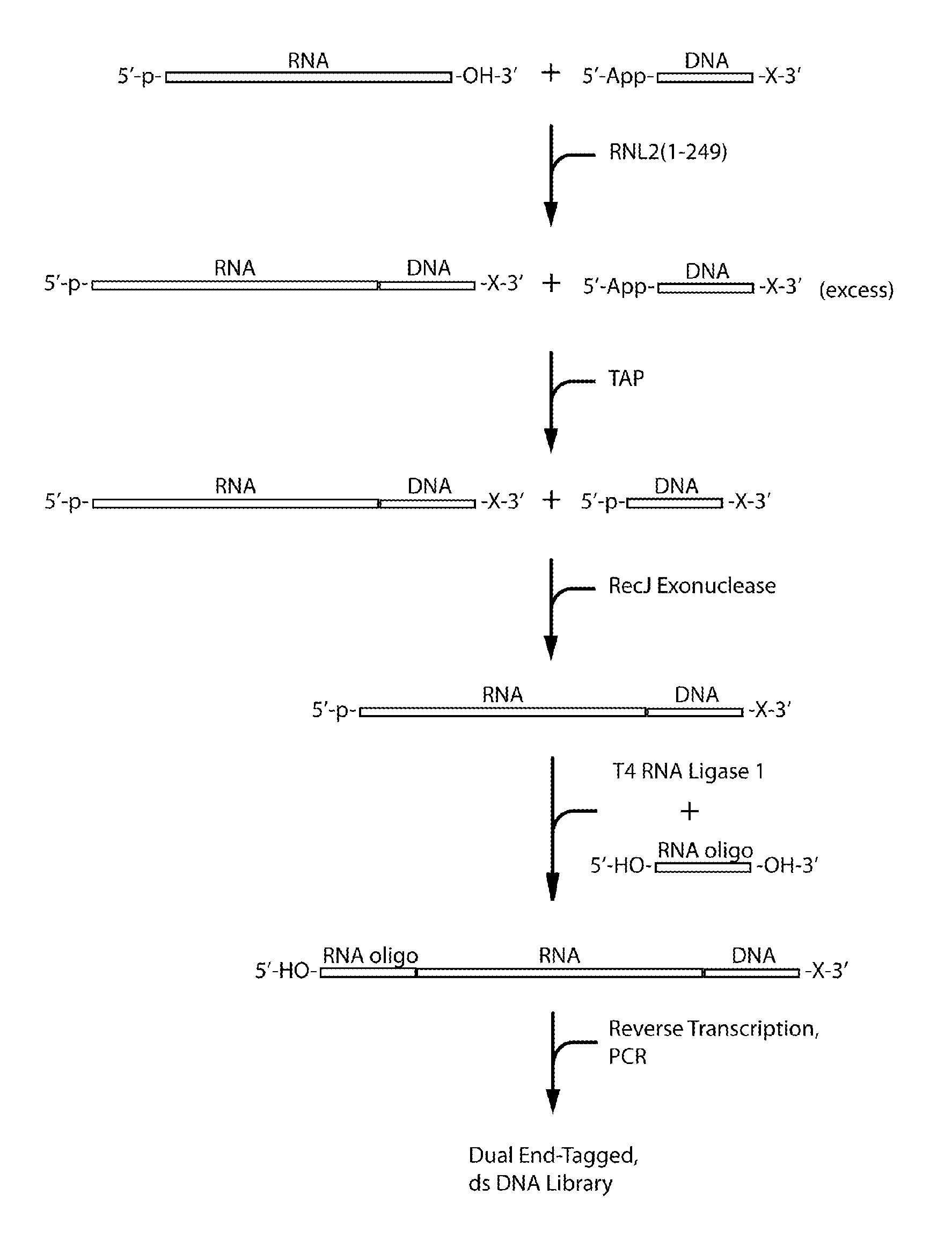 Methods and kits for 3'-end-tagging of RNA