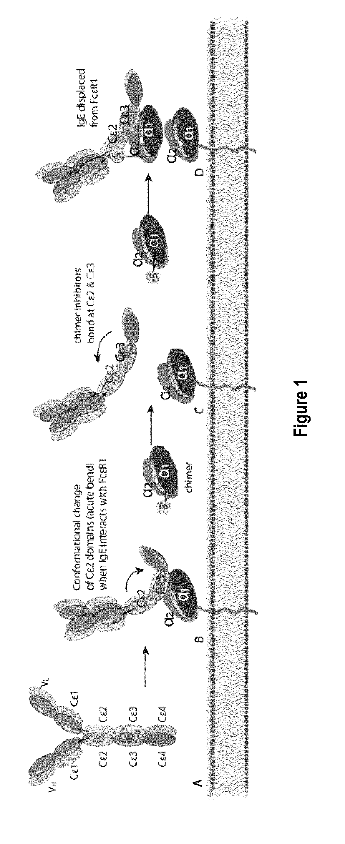 Treatment of allergic diseases with chimeric protein