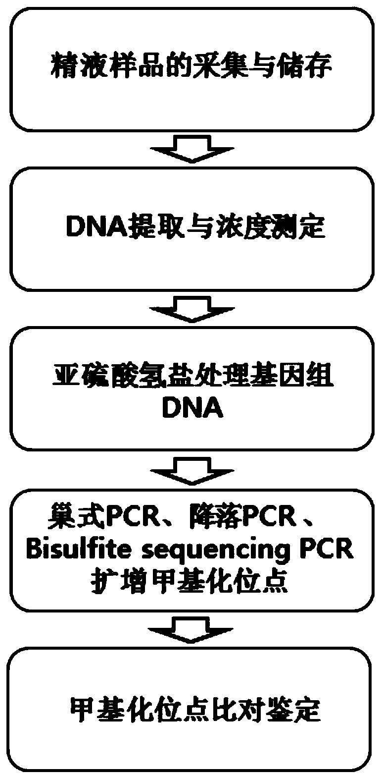 Method for evaluating sperm viability of bulls based on FBXW11 methylation and application