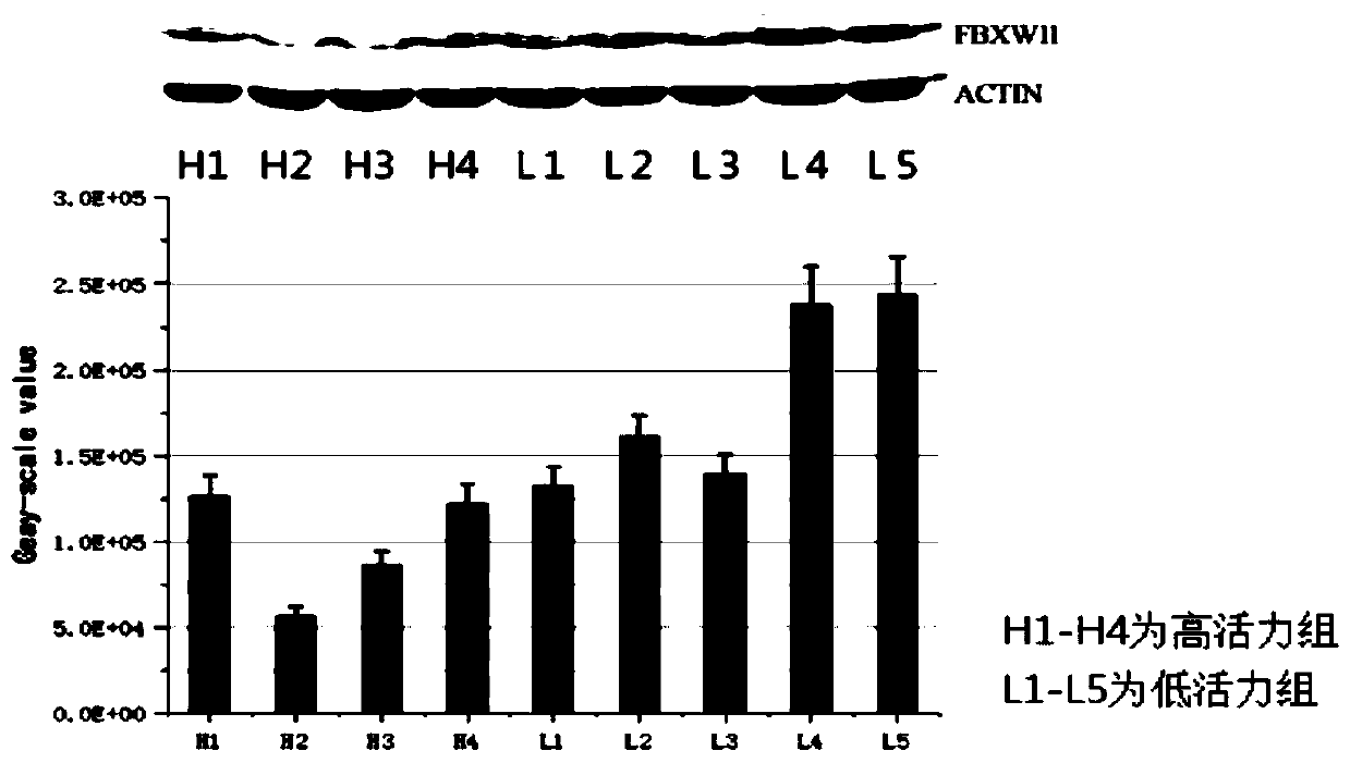 Method for evaluating sperm viability of bulls based on FBXW11 methylation and application