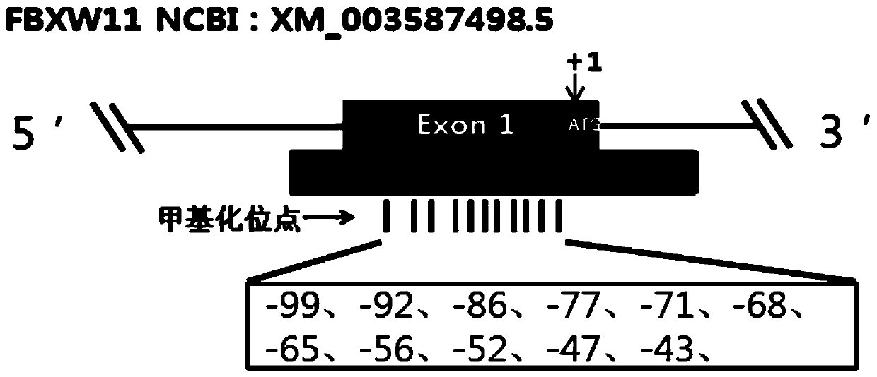 Method for evaluating sperm viability of bulls based on FBXW11 methylation and application