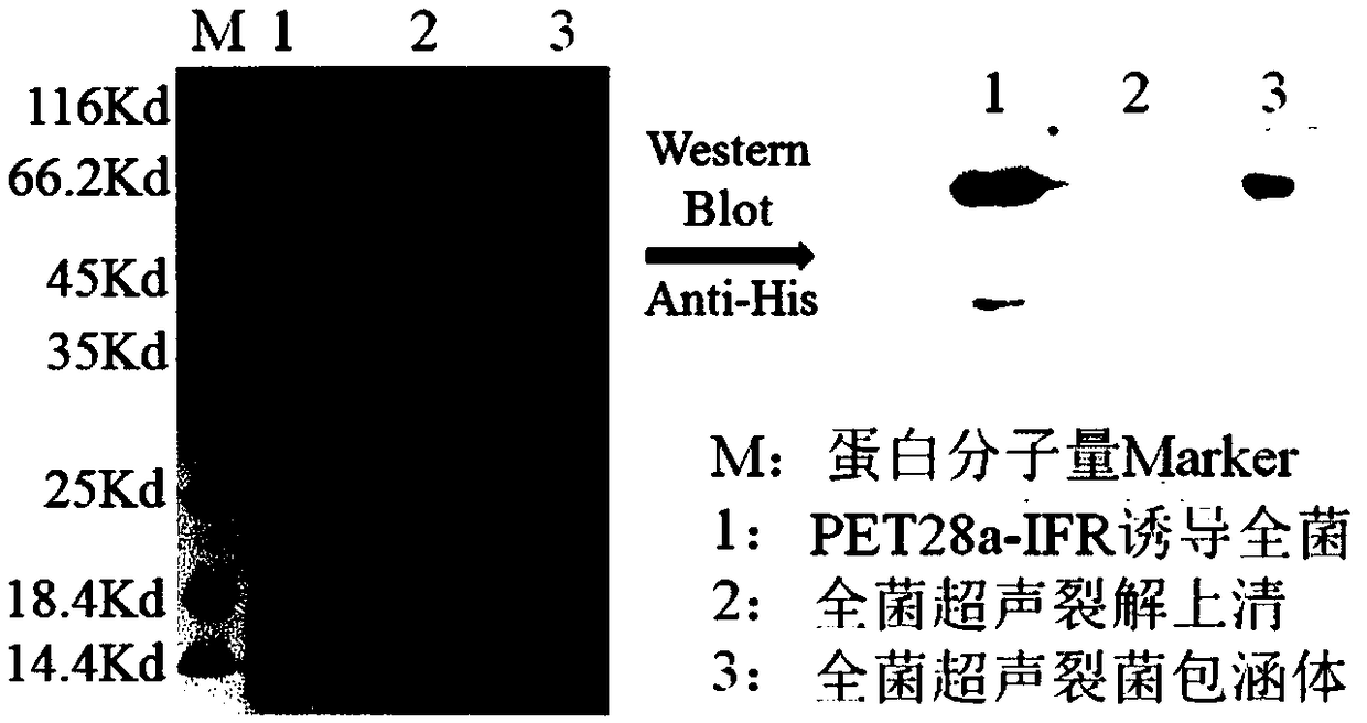 Interferon recombinant fusion protein and application thereof