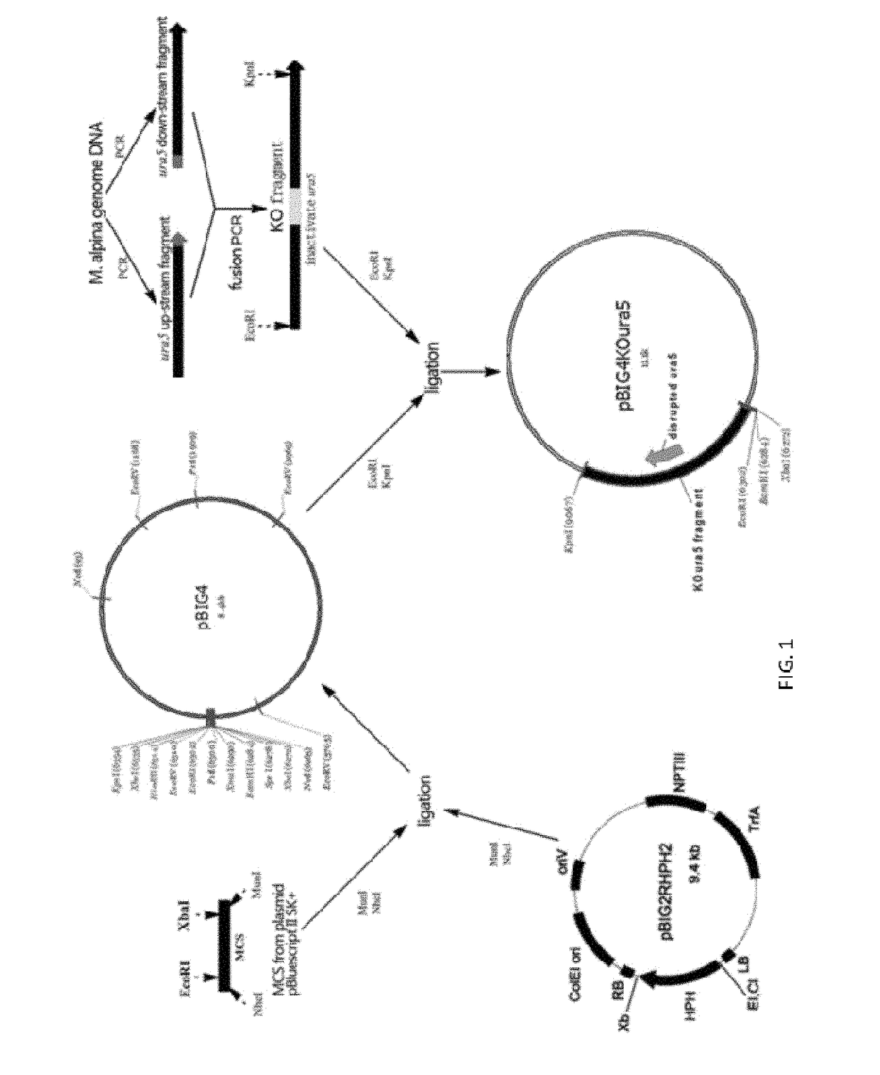 Mortierella alpine uracil auxotroph with ura5 gene knocked out through homologous recombination