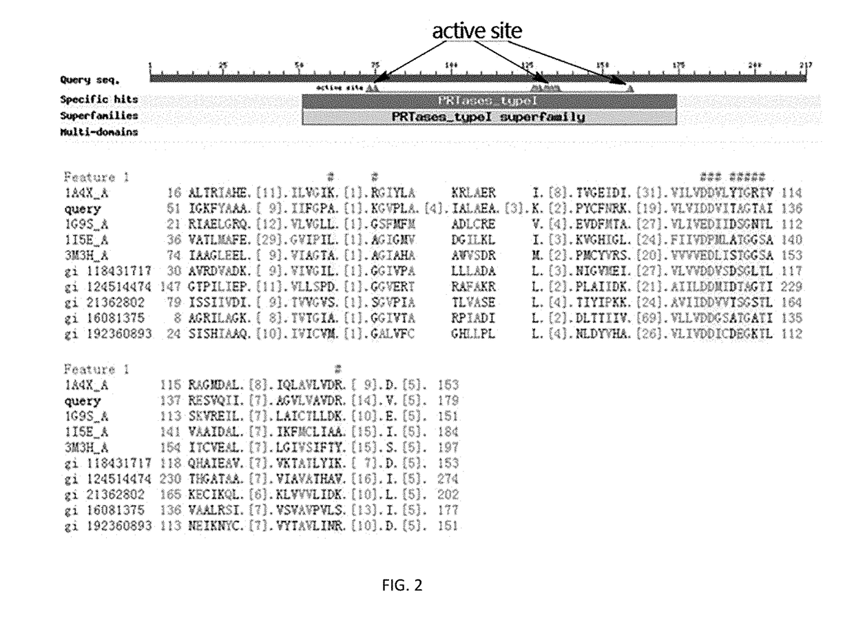 Mortierella alpine uracil auxotroph with ura5 gene knocked out through homologous recombination