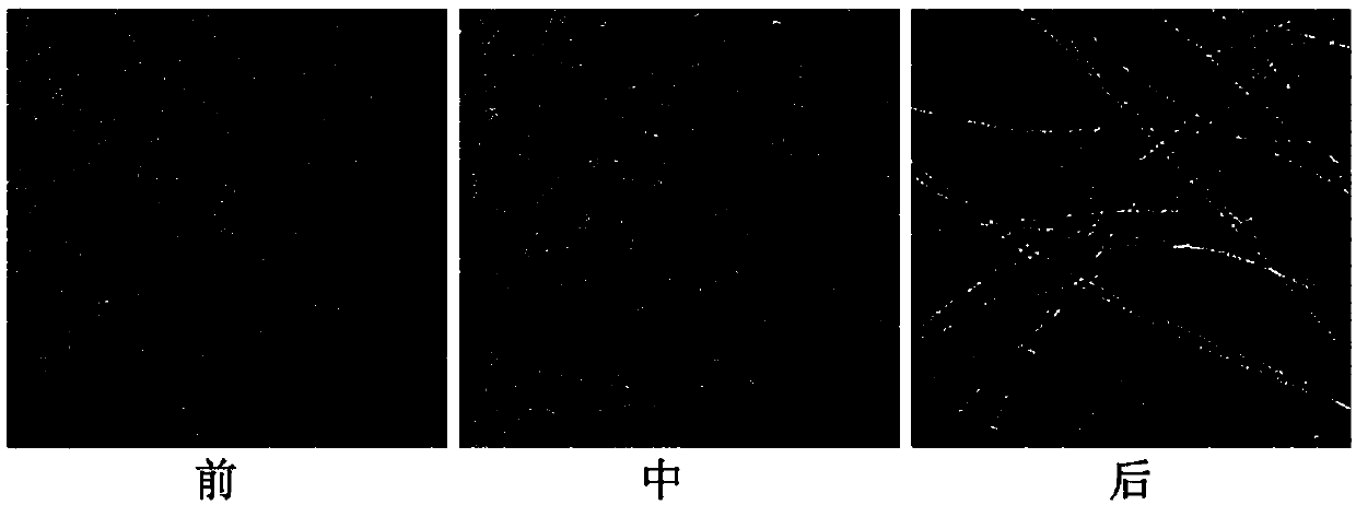 Preparation method of hydrogel tumor vaccine, hydrogel tumor vaccine prepared by preparation method and application of hydrogel tumor vaccine