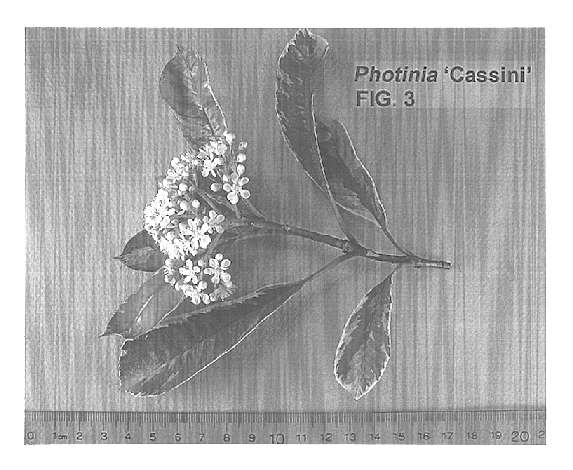 Photinia plant named `Cassini`