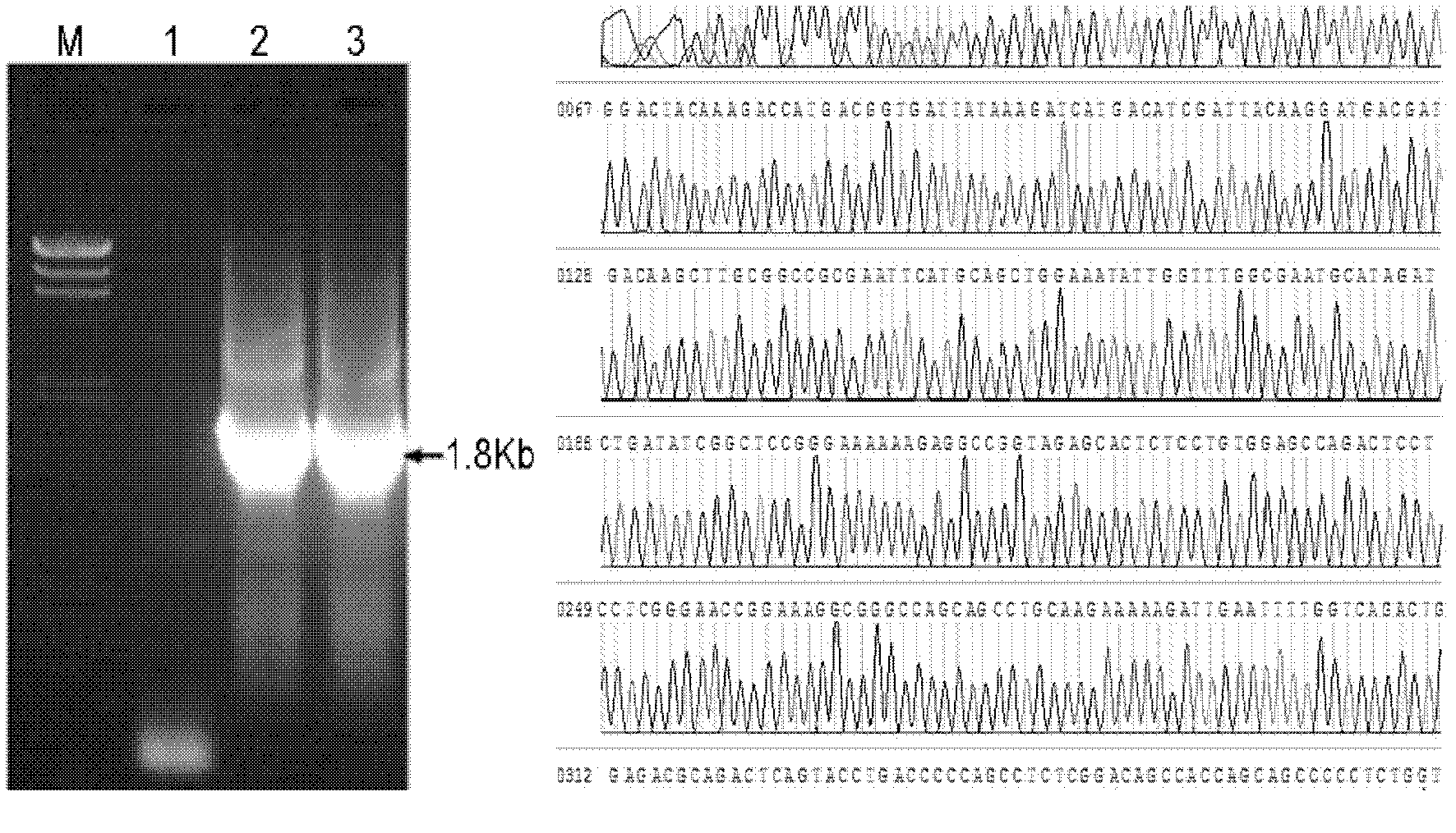 Recombinant adeno-associated virus increasing targeted transduction efficiency of adeno-associated virus, and application of recombinant adeno-associated virus