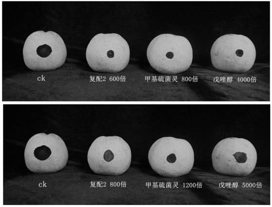 Fresh keeping agent for preventing and treating pear anthracnose and pear ring spot and application of fresh keeping agent