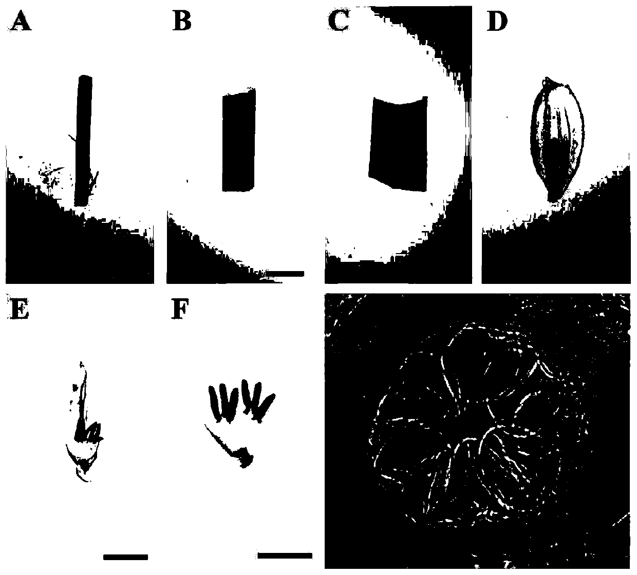 A kind of rice male fertility regulation gene osstrl2 and its application