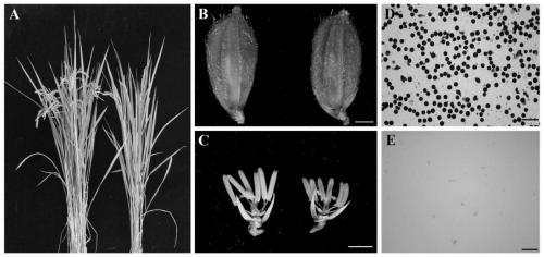 A kind of rice male fertility regulation gene osstrl2 and its application