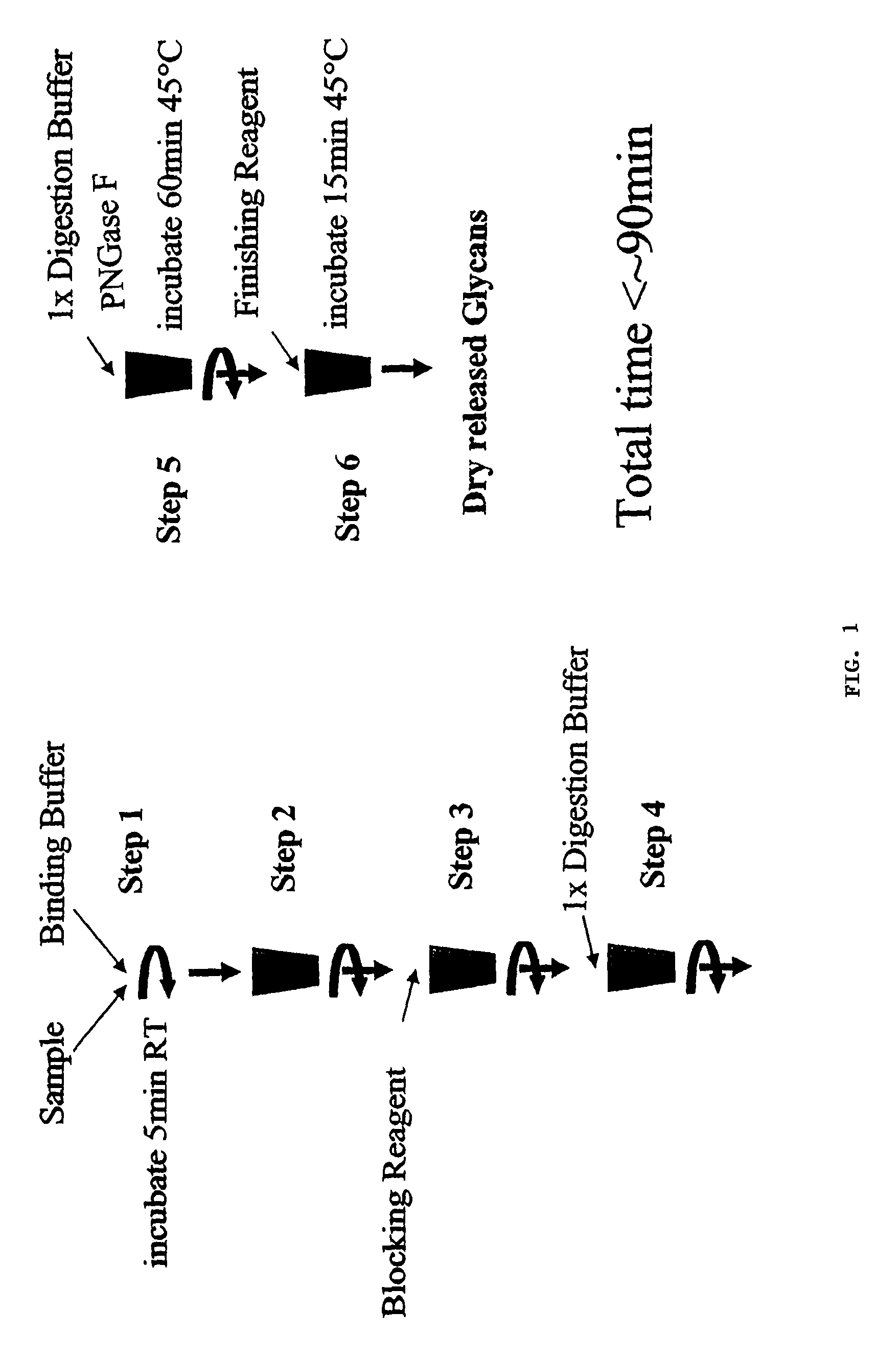 Rapid deglycosylation of glycoproteins