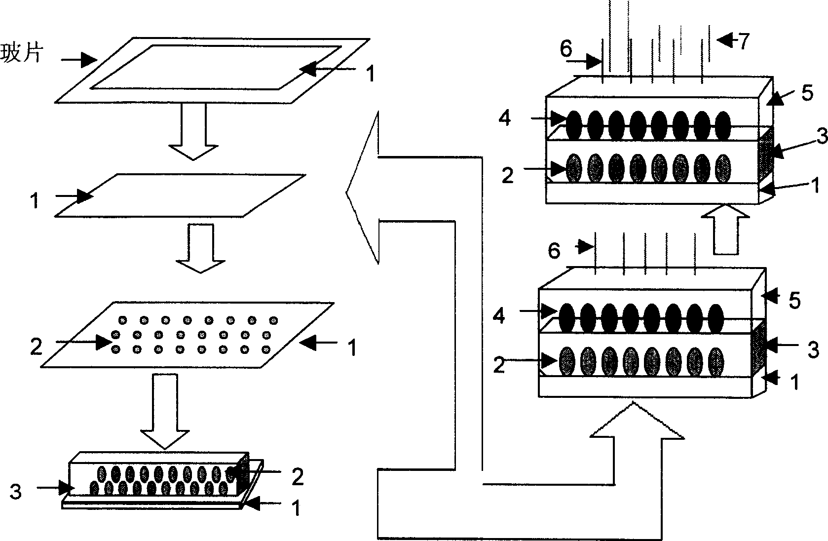 Multilayer colloid crystal based biomolecule detecting method