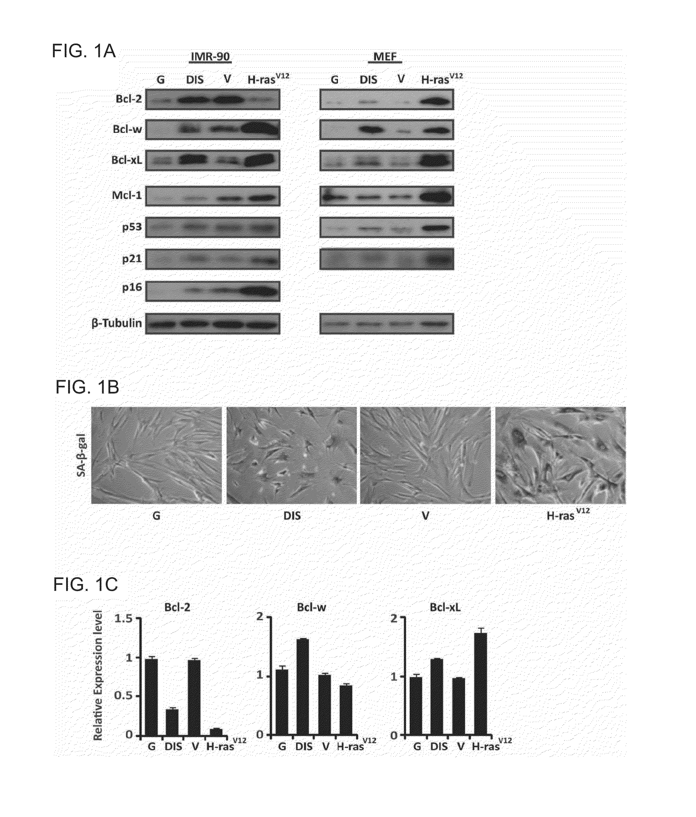 Agents for downregulation of the activity and/or amount of bcl-xl and/or bcl-w