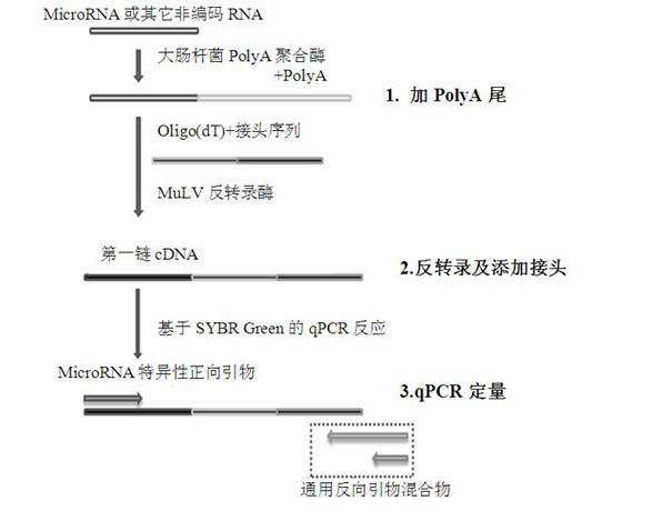 Quantitative detection method for micro RNA (Ribose Nucleic Acid)