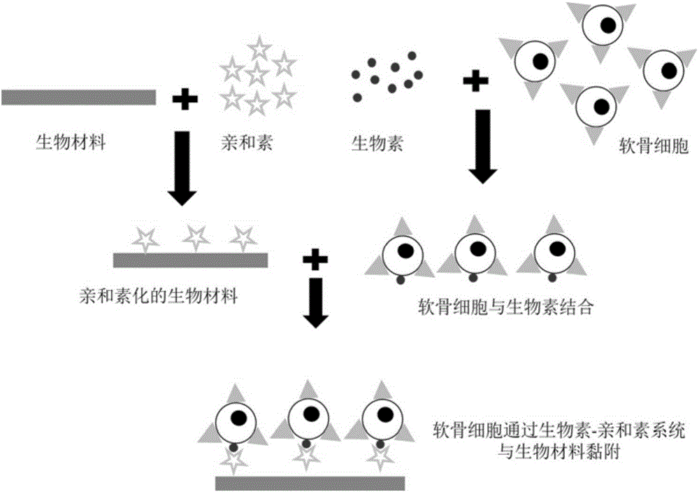 Method for promoting chondrocyte adhesion and tissue engineering cartilage established through method