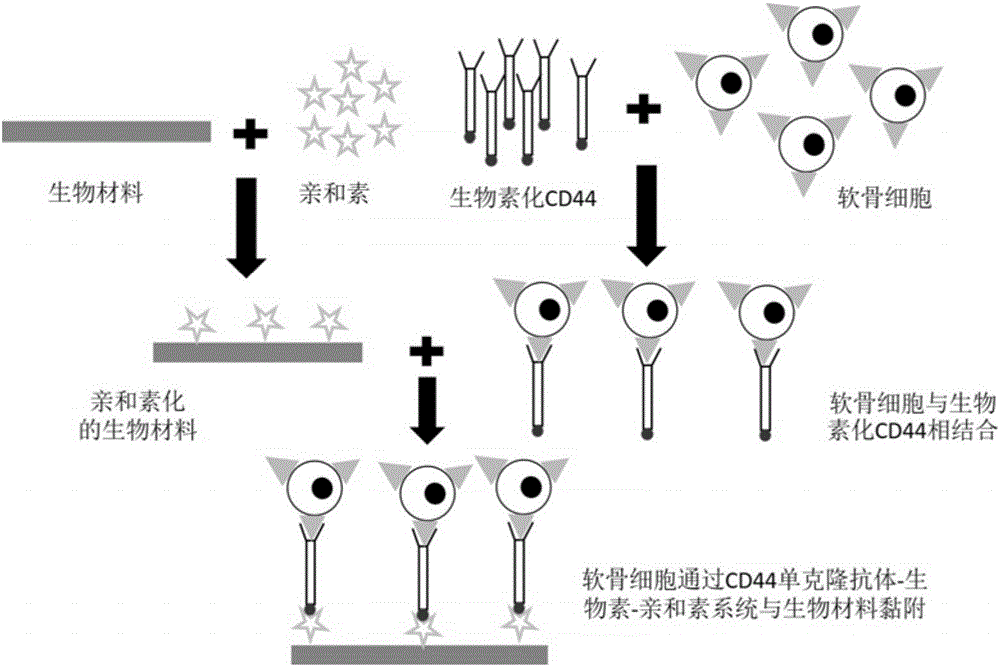 Method for promoting chondrocyte adhesion and tissue engineering cartilage established through method