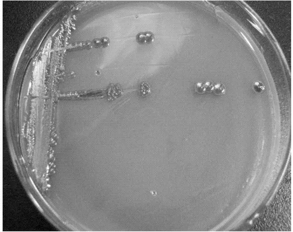 Bromoxynil degrading bacterium and application thereof