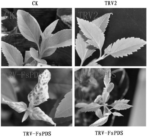 Method for mediating virus-induced gene silencing by TRV vectors in forsythia suspensa leaf