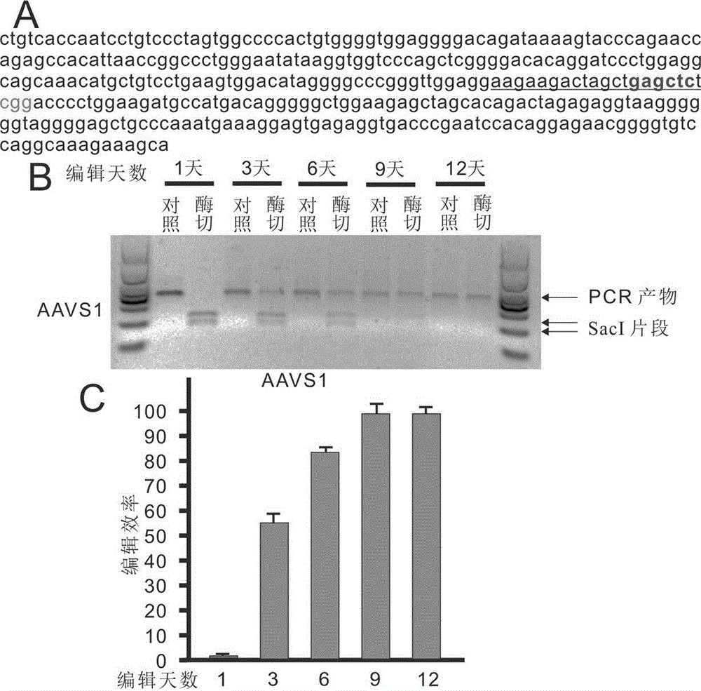 Genome editing method using attachment carrier for encoding targeted endonuclease and kit